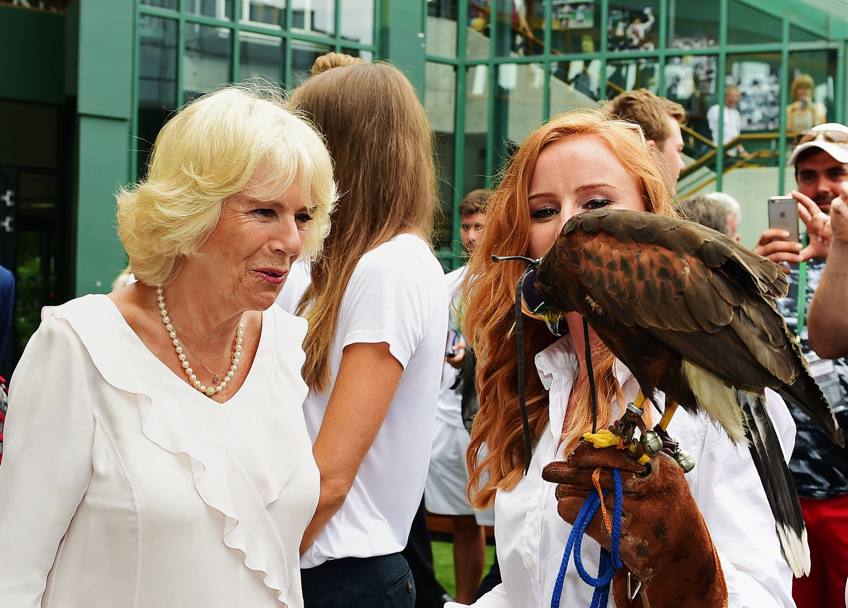 Il falco Rufus contemplato dalla duchessa di Cornovaglia Camilla (Afp)